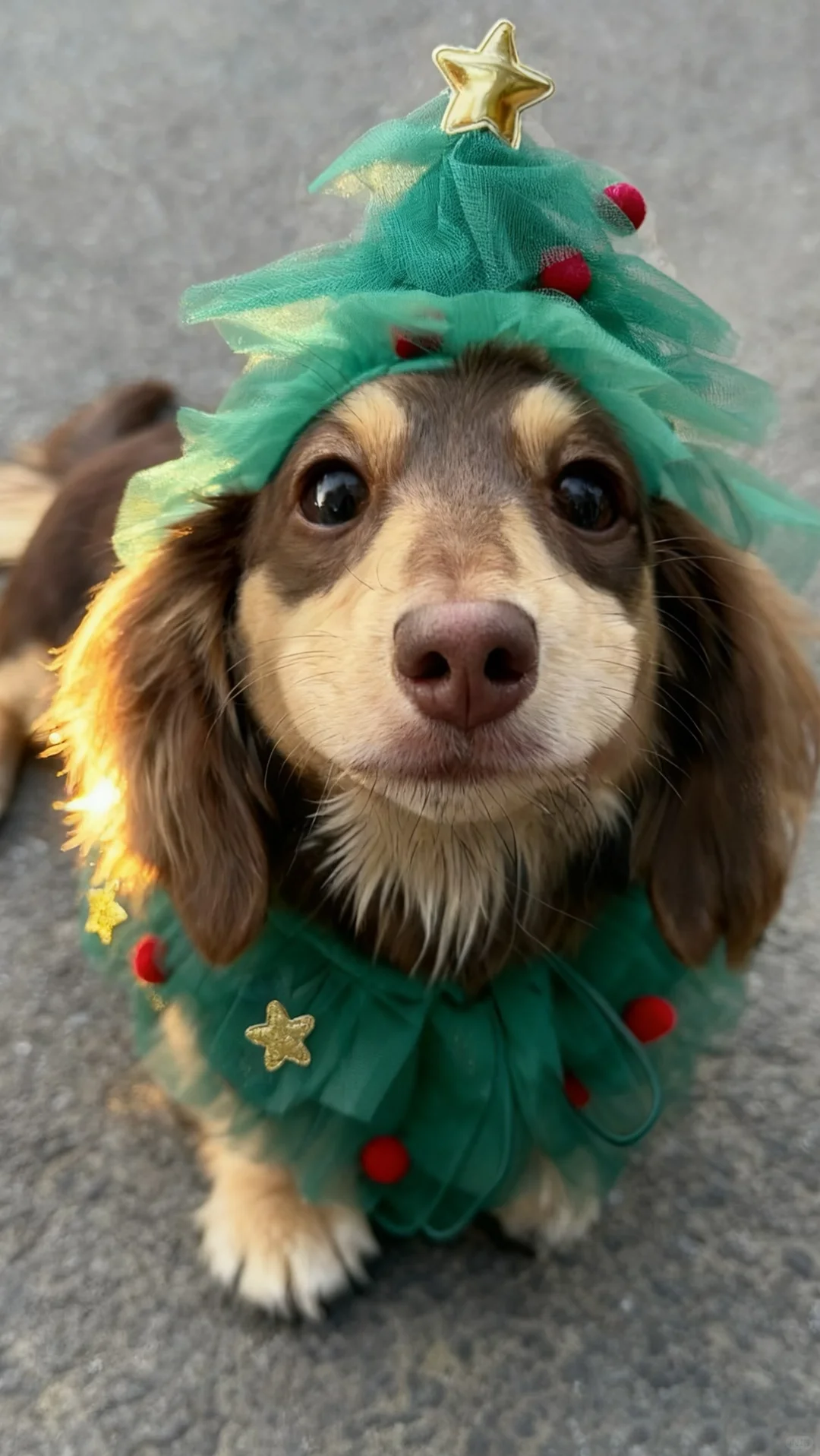 泥嚎🎄小狗圣诞树请签收