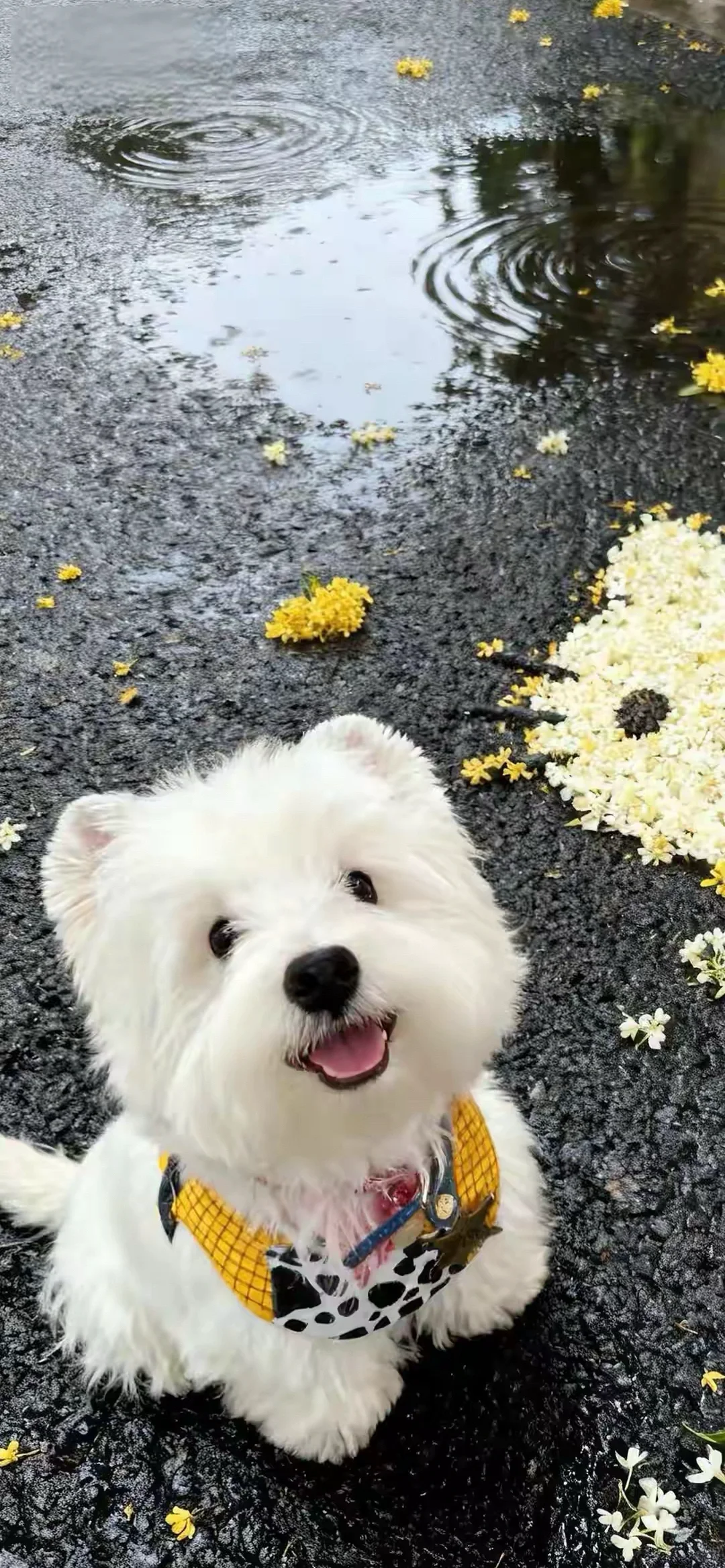 西高地修狗（壁纸）