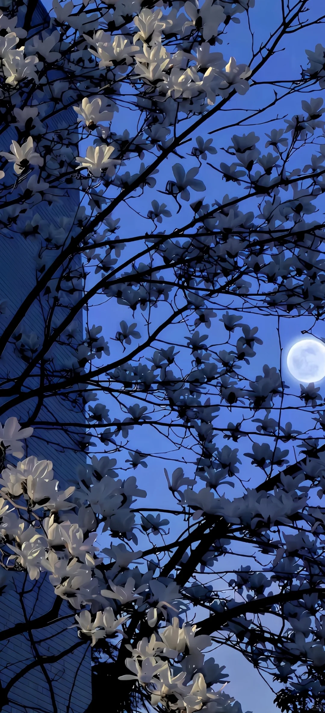 𝑺𝒉𝒂𝒓𝒆｜超治愈蓝调壁纸•͈ᴗ⁃͈💙 ˊ˗