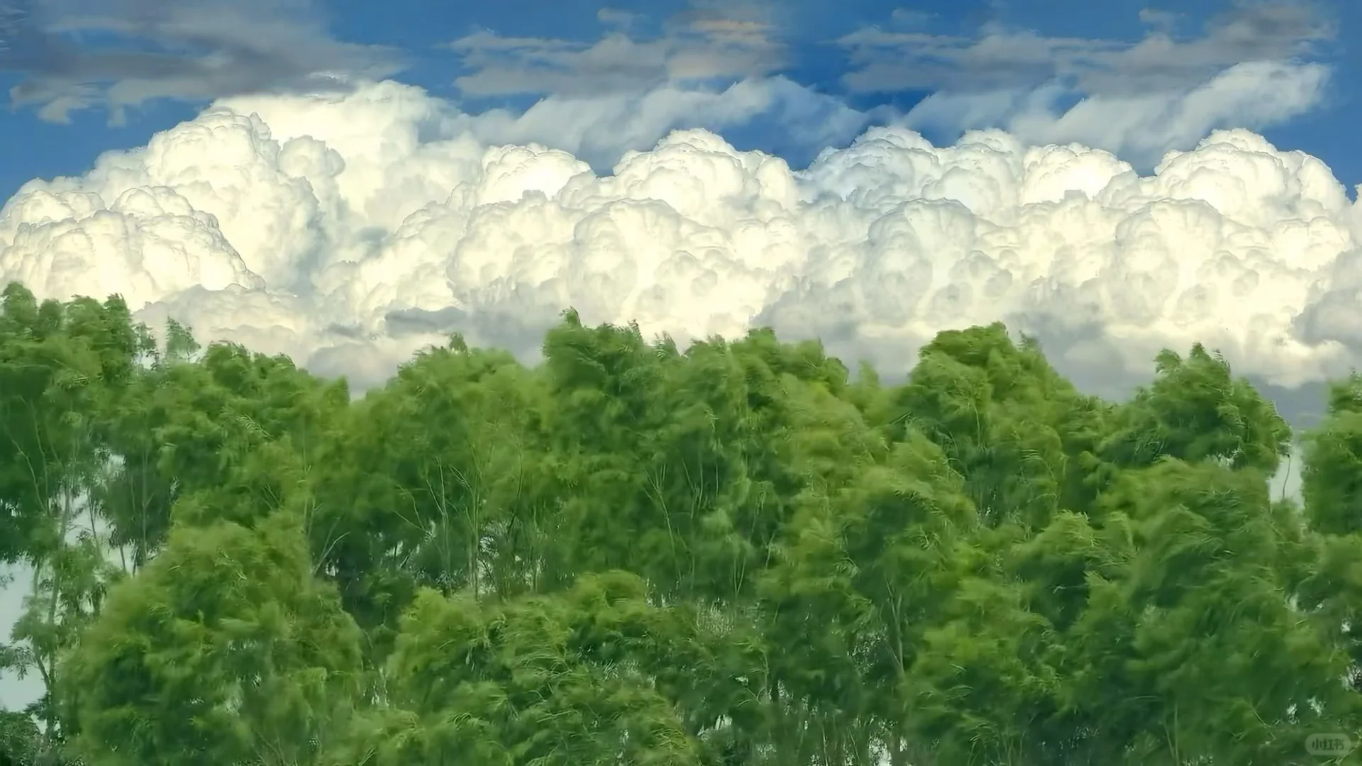 动态壁纸背景图