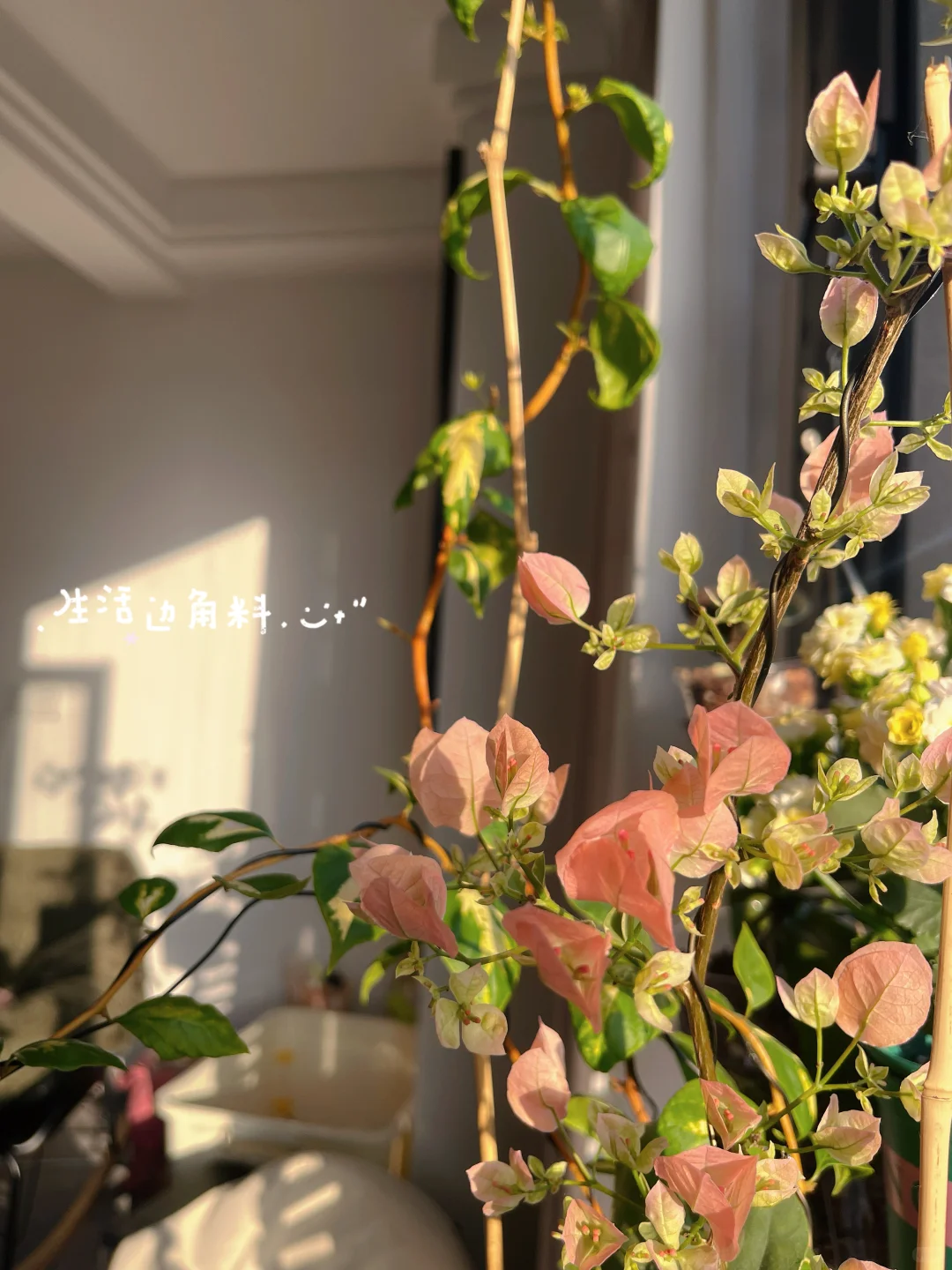 ☁️ 花儿与少妇的日常 」