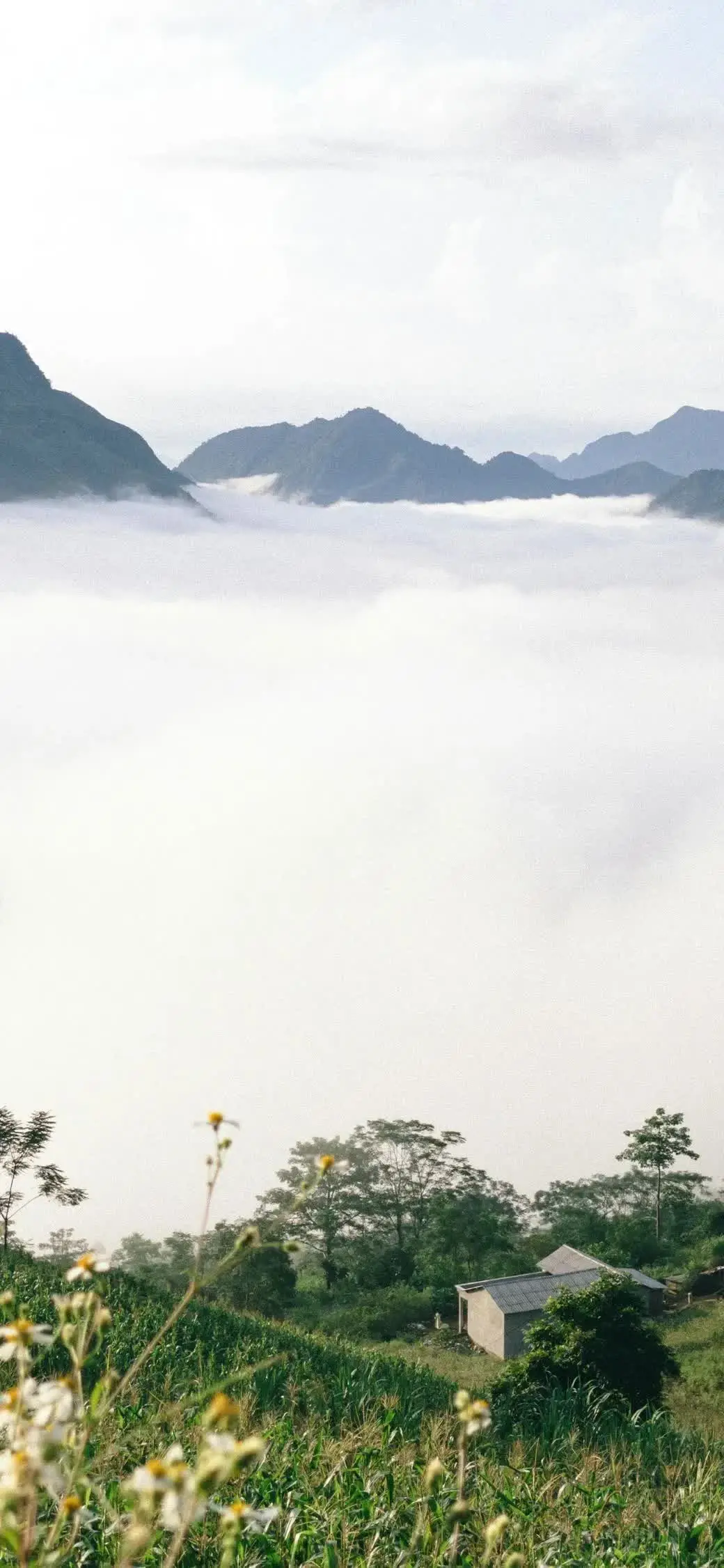 𝙎𝙝𝙖𝙧𝙚超清好看ins全屏壁纸