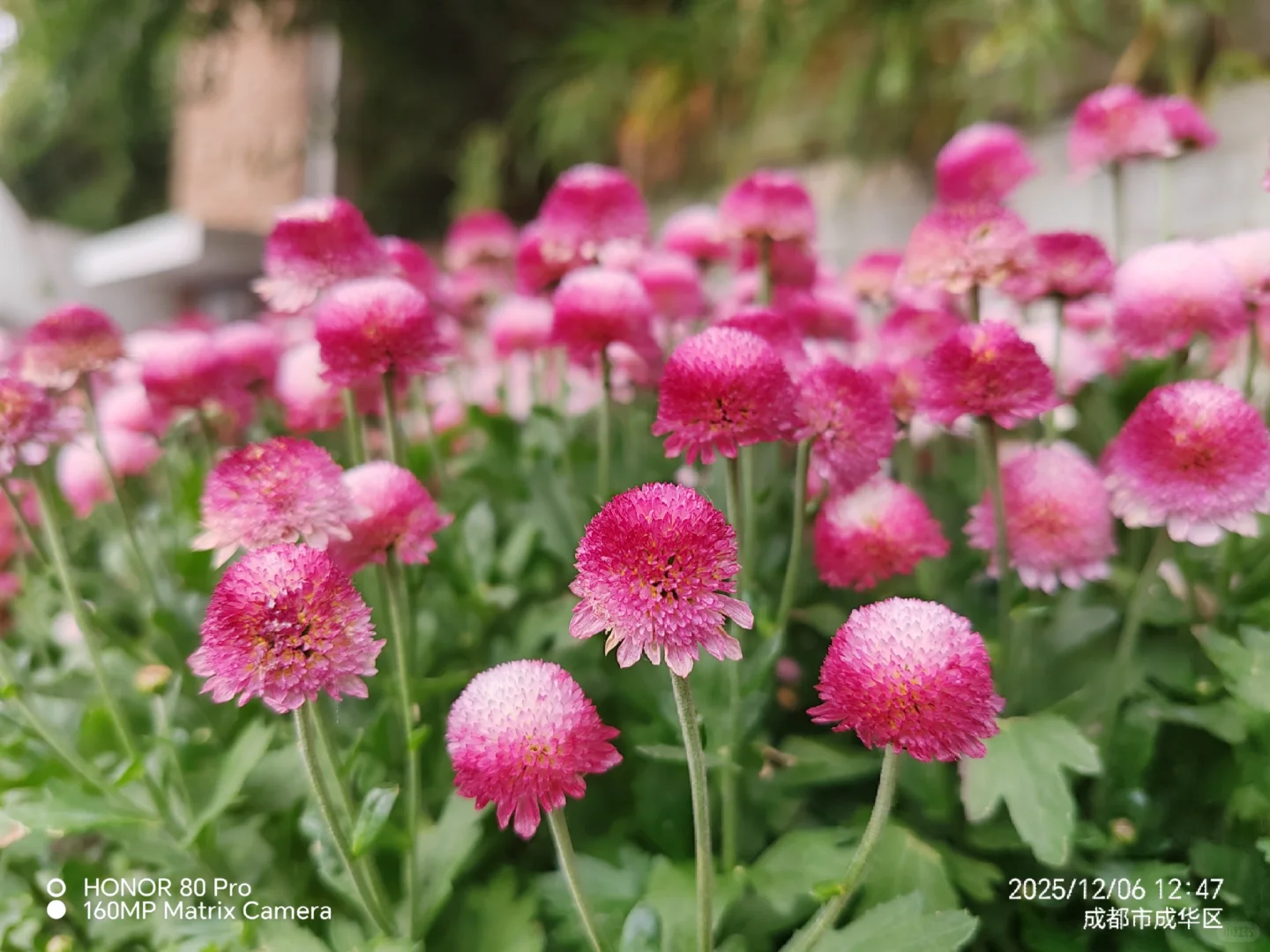 好爱这朵花🌼