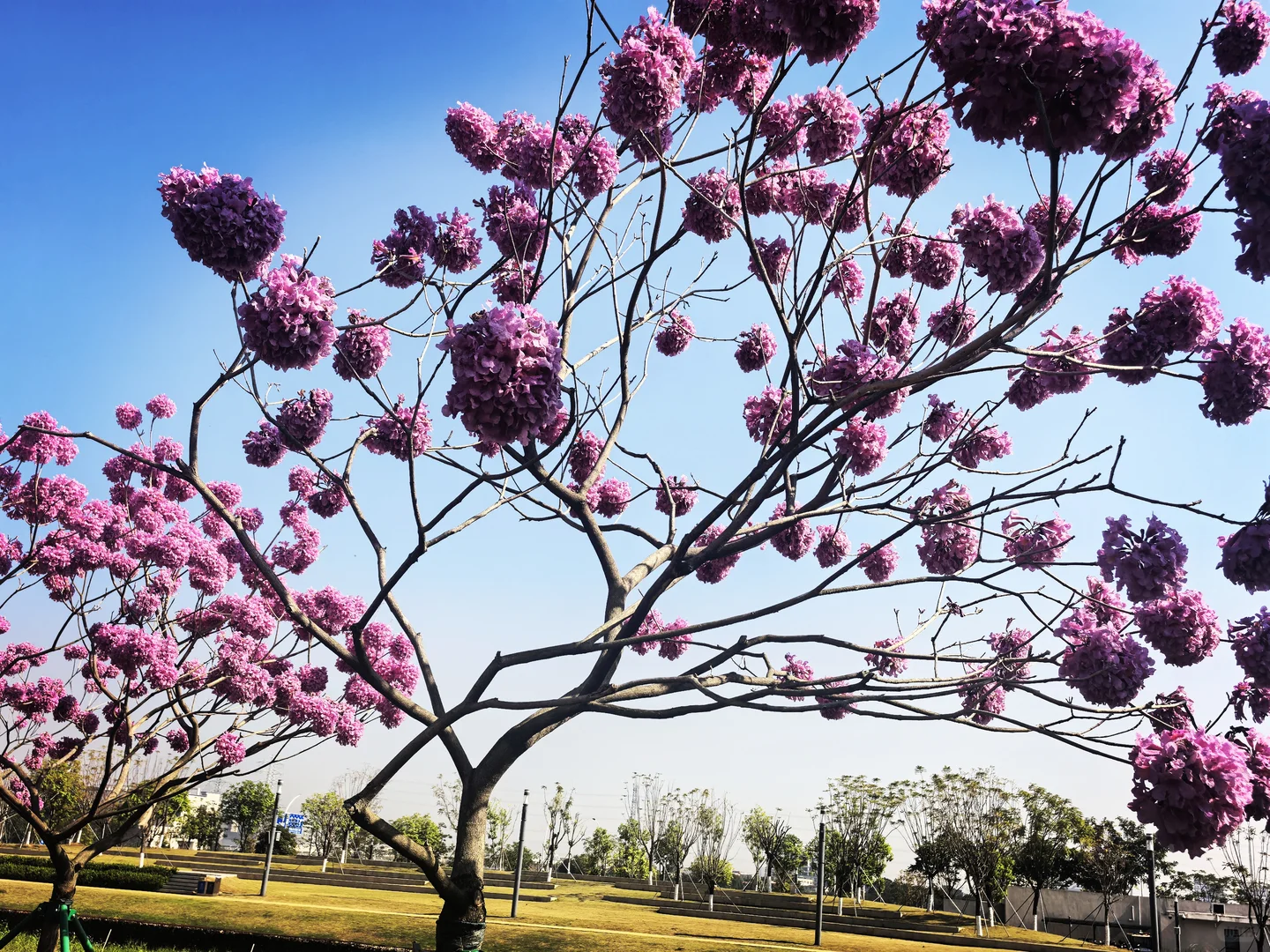 花开锦绣