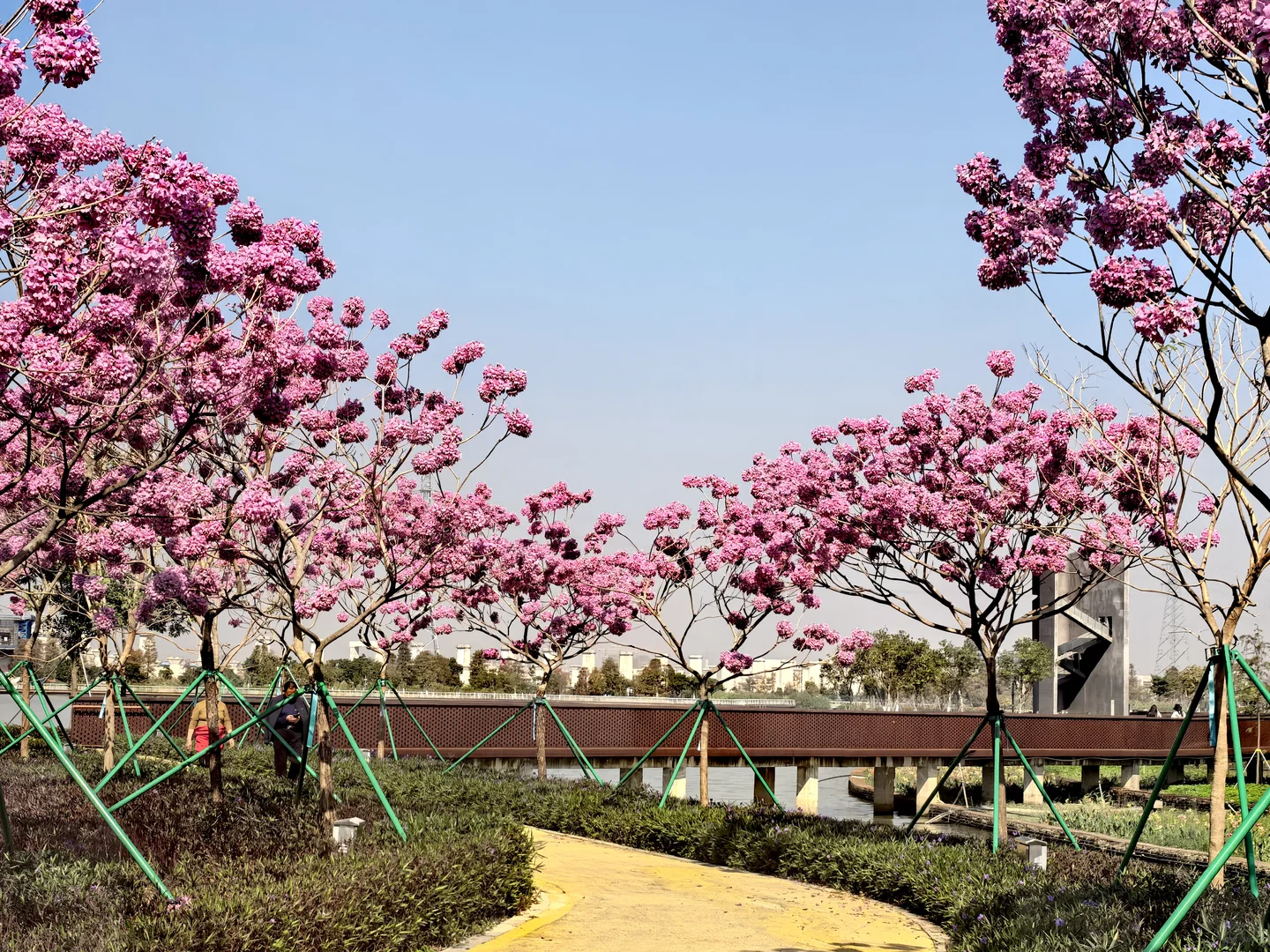 花开锦绣