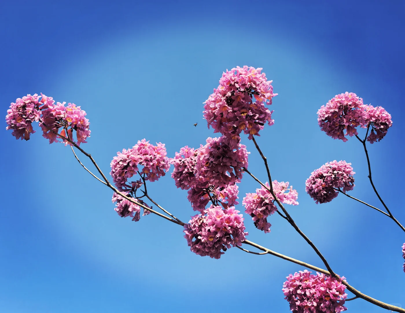 花开锦绣