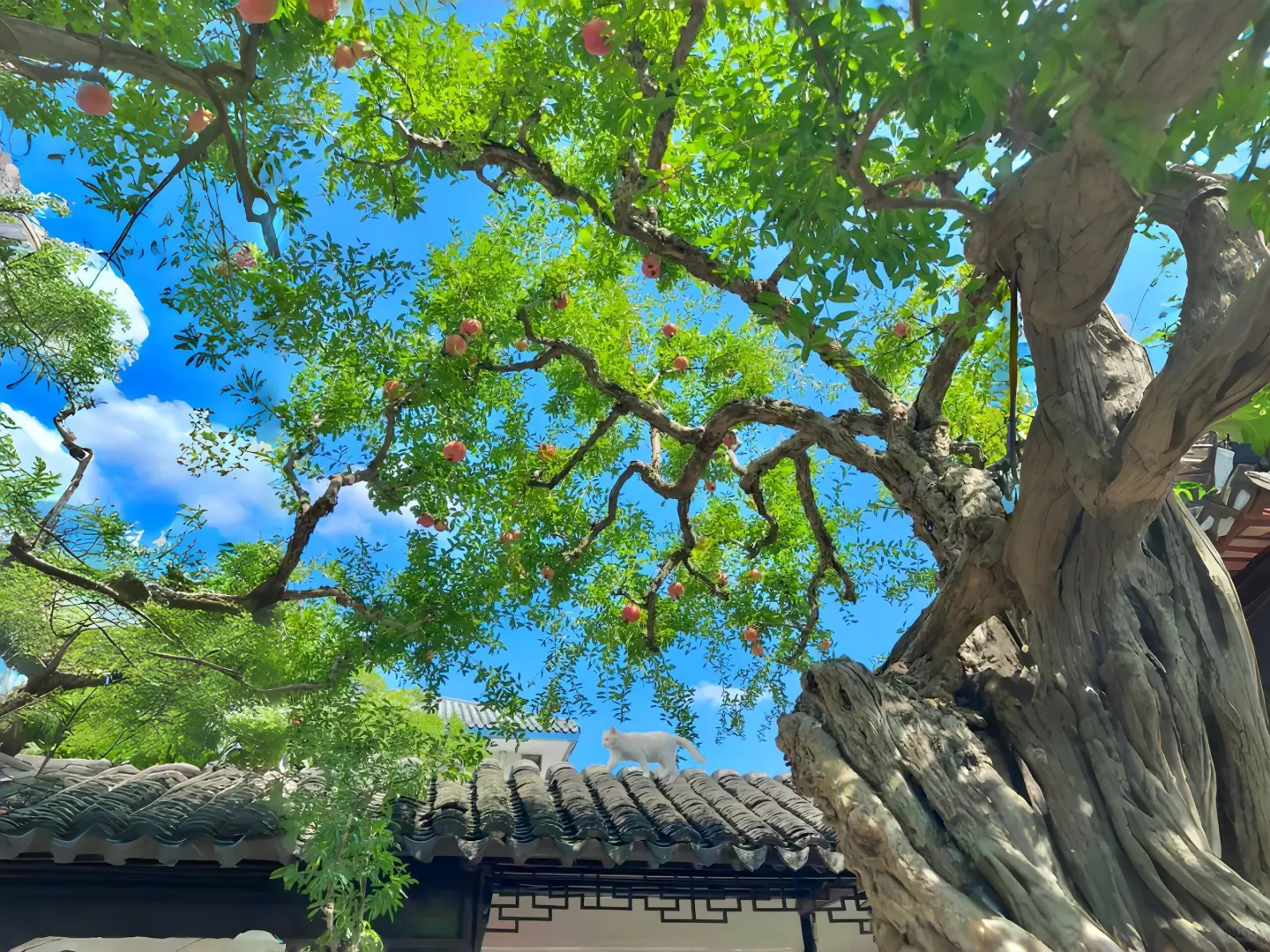 电脑ipad壁纸丨换个绿色壁纸吧