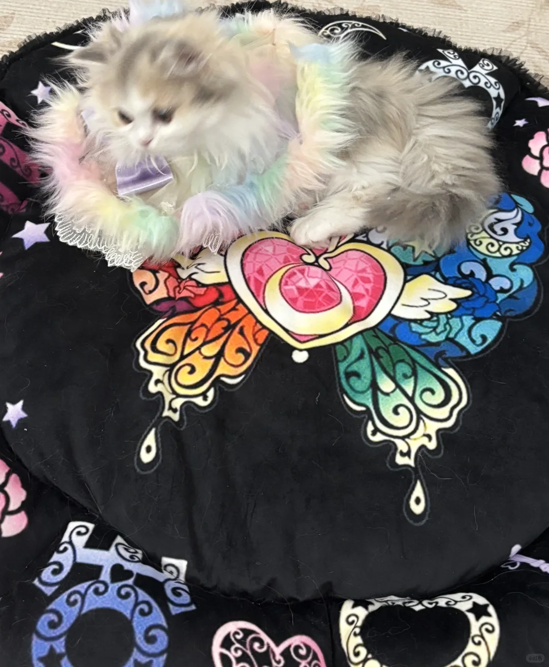 我的美少女猫咪