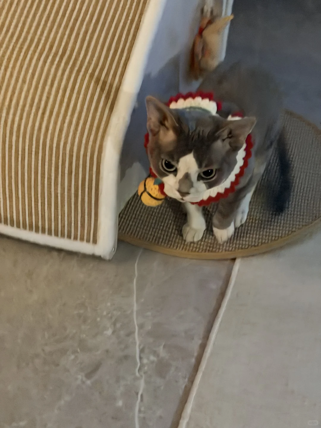 又到了最爱游泳的时间😽