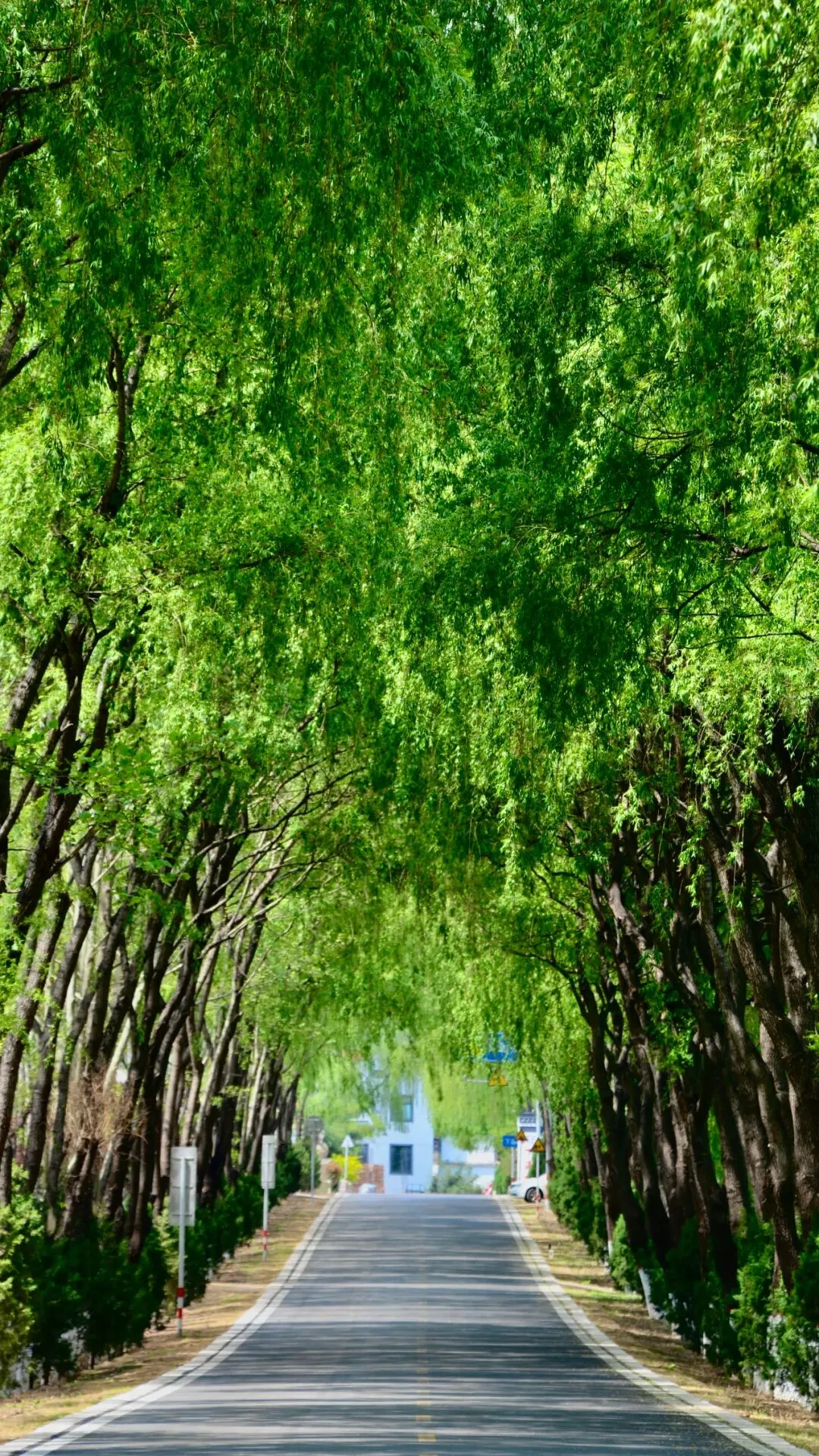 涉县崔新年的夏日歌