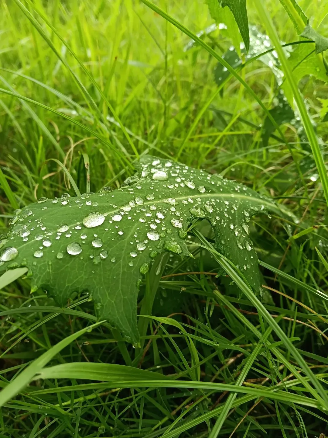 老歌忆旧