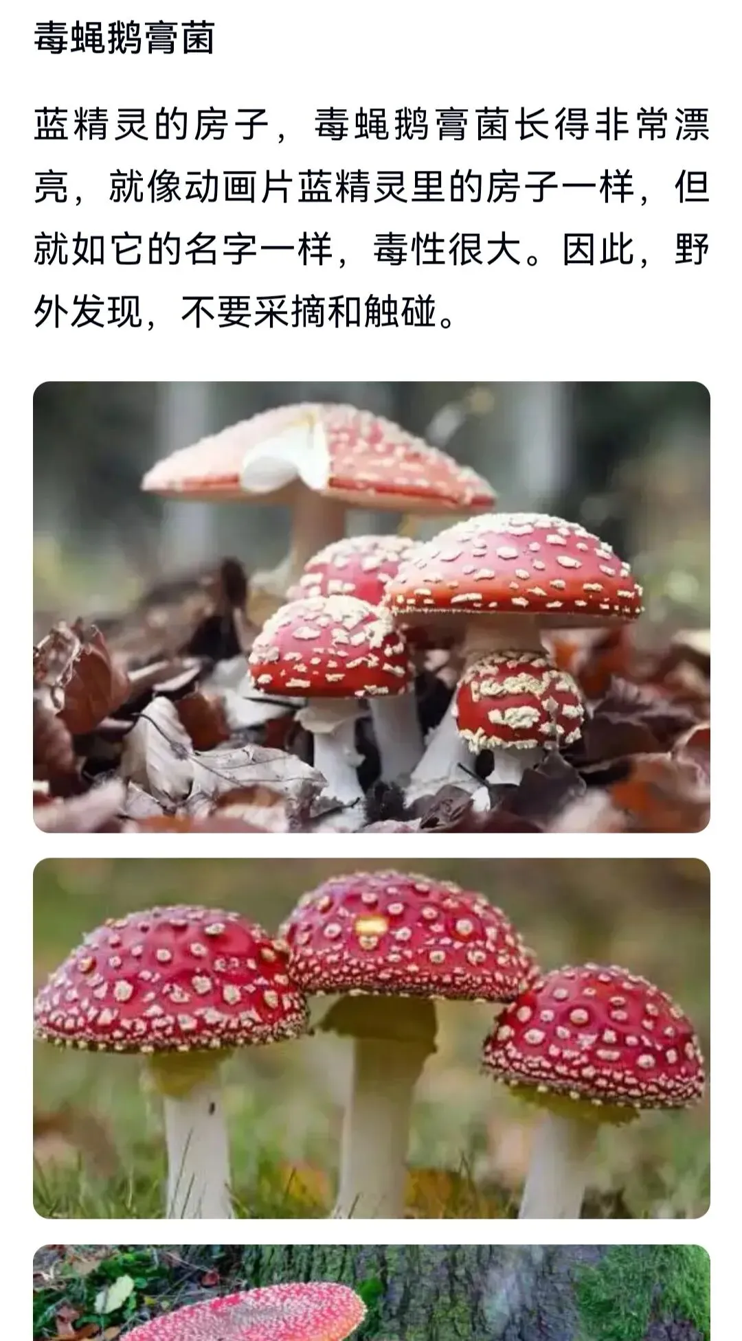 歌曲《红伞伞白杆杆》指的是哪种菌?