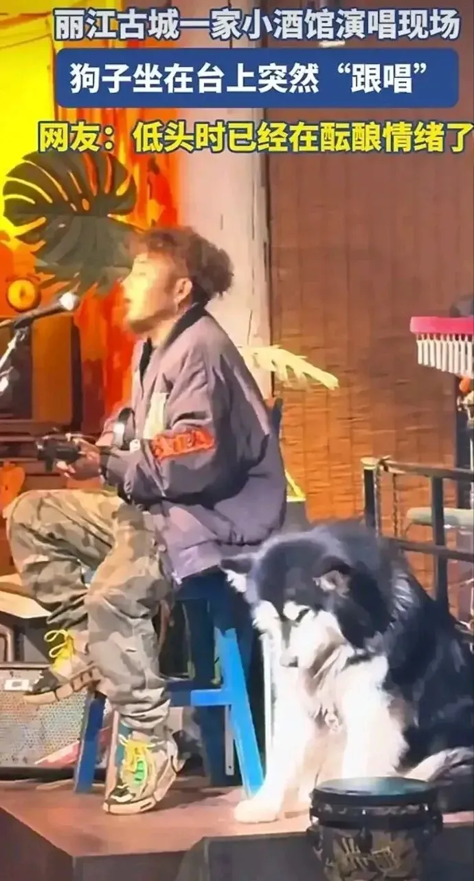 酒馆里那只跟着哼歌的狗,让我在陌生人面前掉了泪