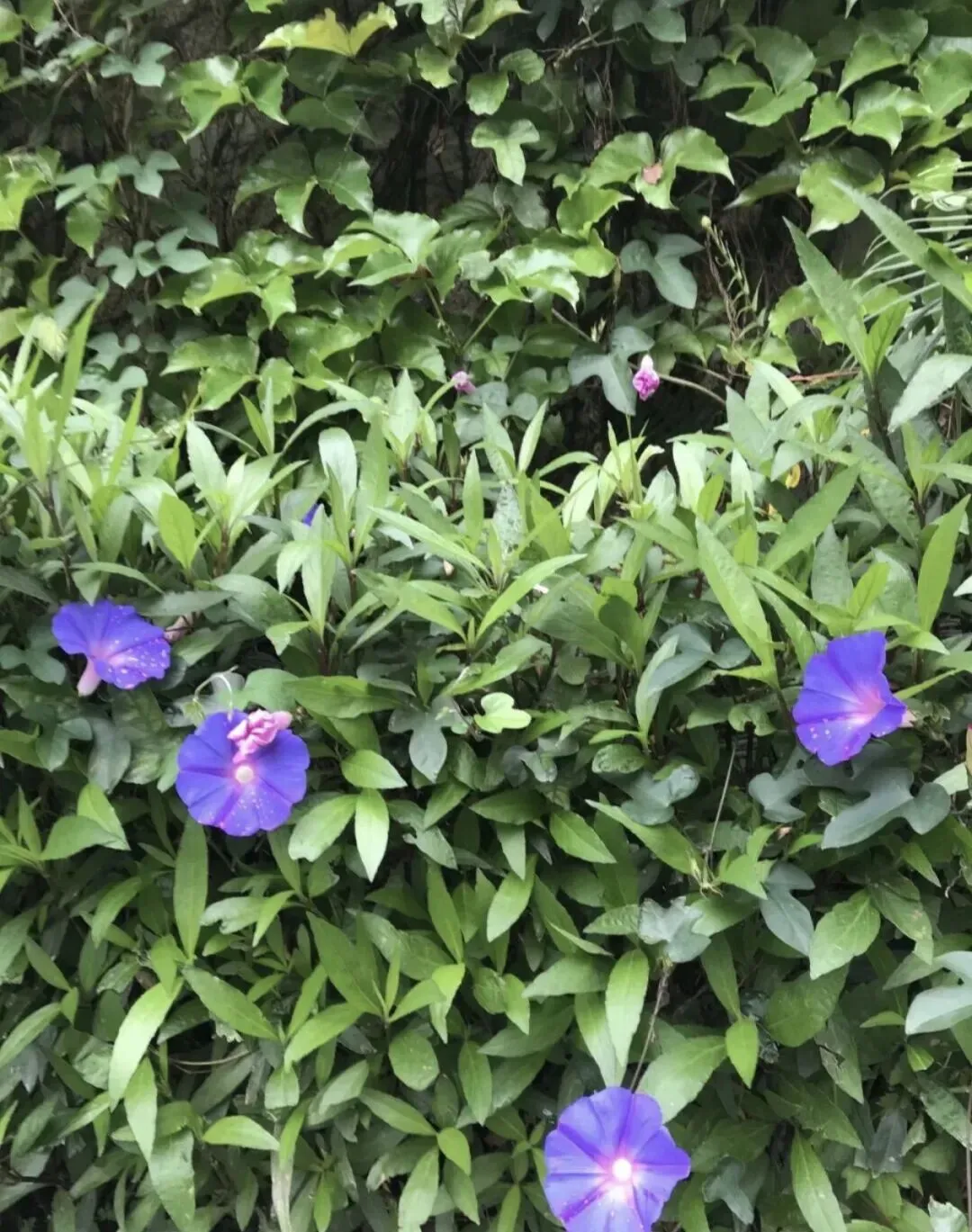 辛丑年中秋述怀-弋扬歌诗