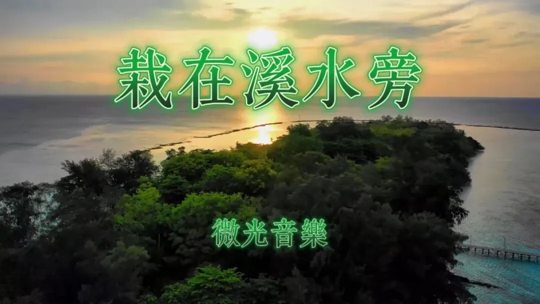 【微光音乐】原创歌曲|《栽在溪水旁》|扎根在对的地方,自然就会结果