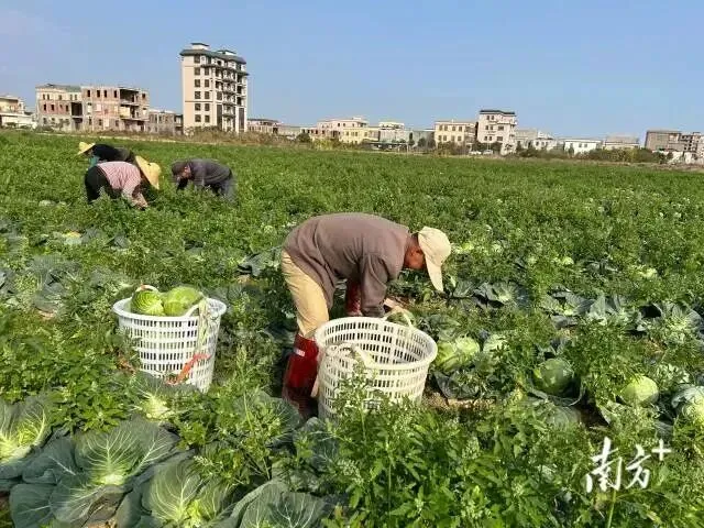 潮汕物产‖歌枥(包菜)
