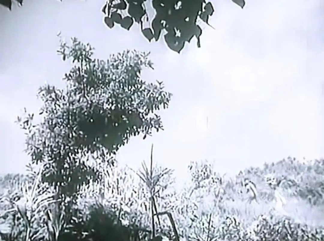 八月桂花遍地开|一曲老歌,一树秋香,一腔赤诚