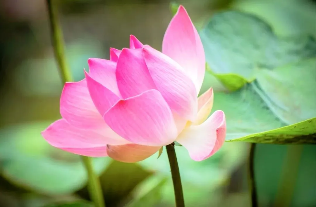 分享20首老歌:缓解焦虑、治愈失眠,总有你爱听的——在线畅听,晚安歌单