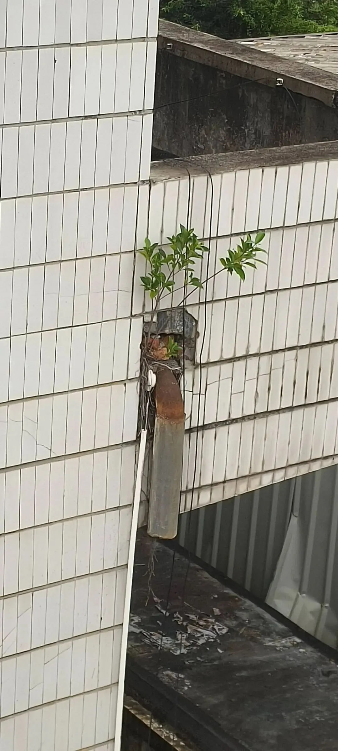 有颜色的色歌