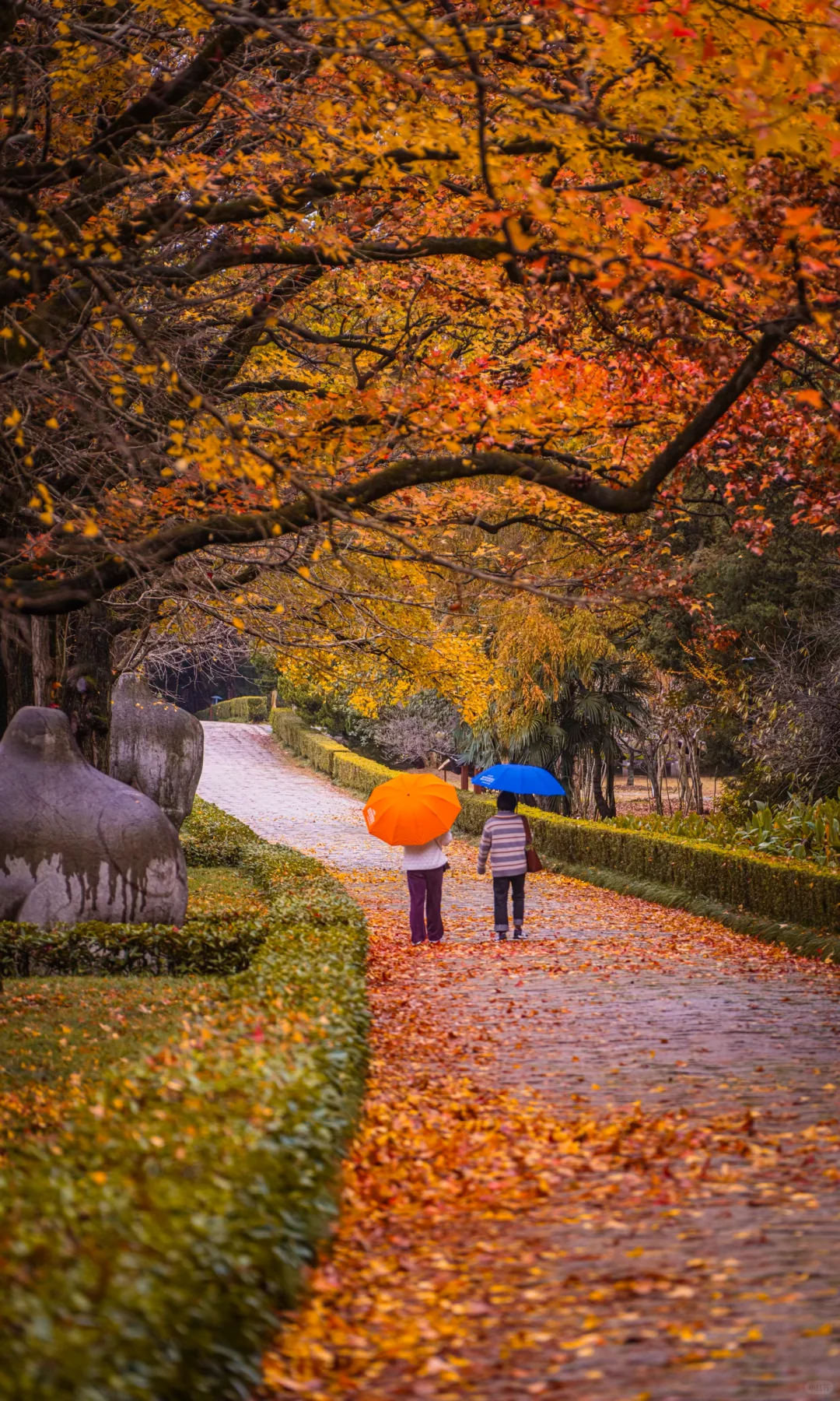 接下来10天，没有一座城市比南京更懂秋天🍂