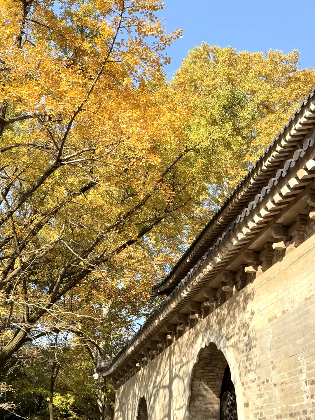 11.16早上南京灵谷寺实拍！银杏进度80%