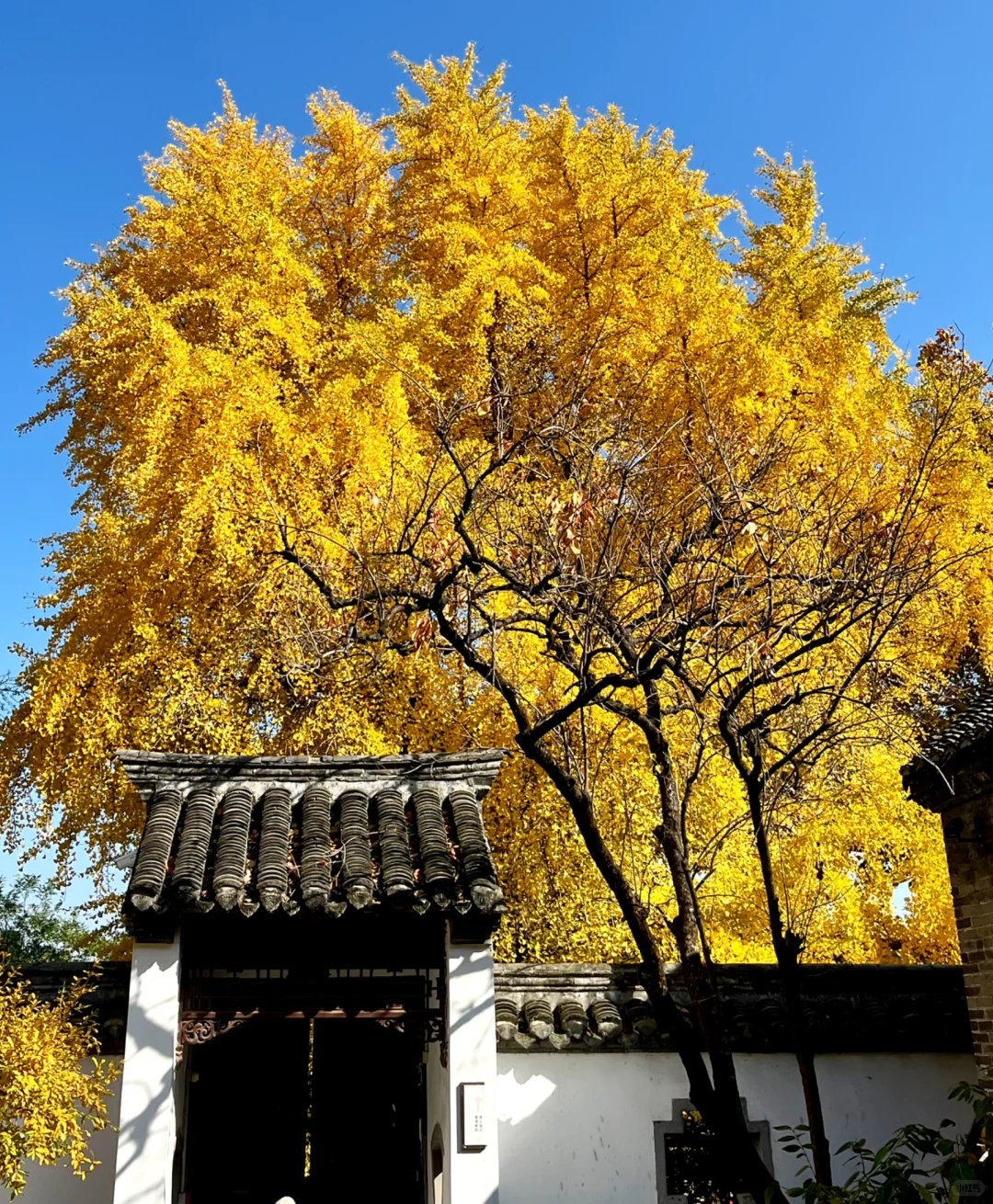 徐州 500年银杏树 最佳“赏味期”还有一周