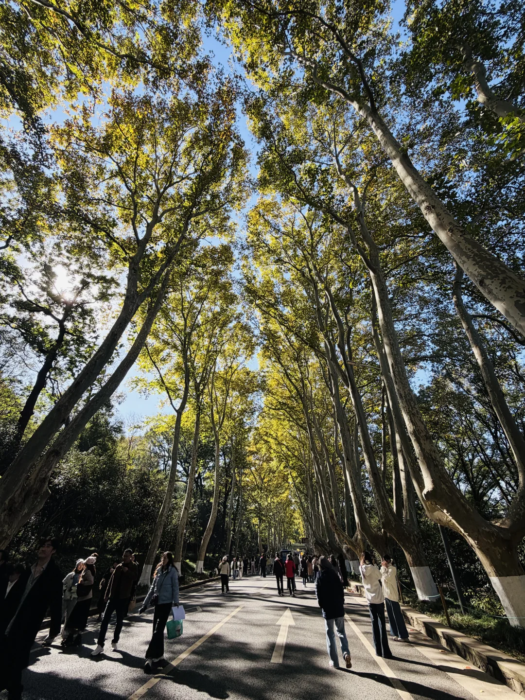 南京的秋天🍂