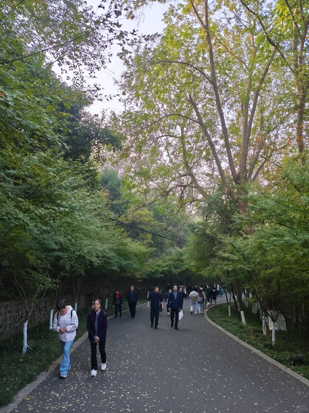 💥红啦！南京栖霞山免费赏枫指南来啦