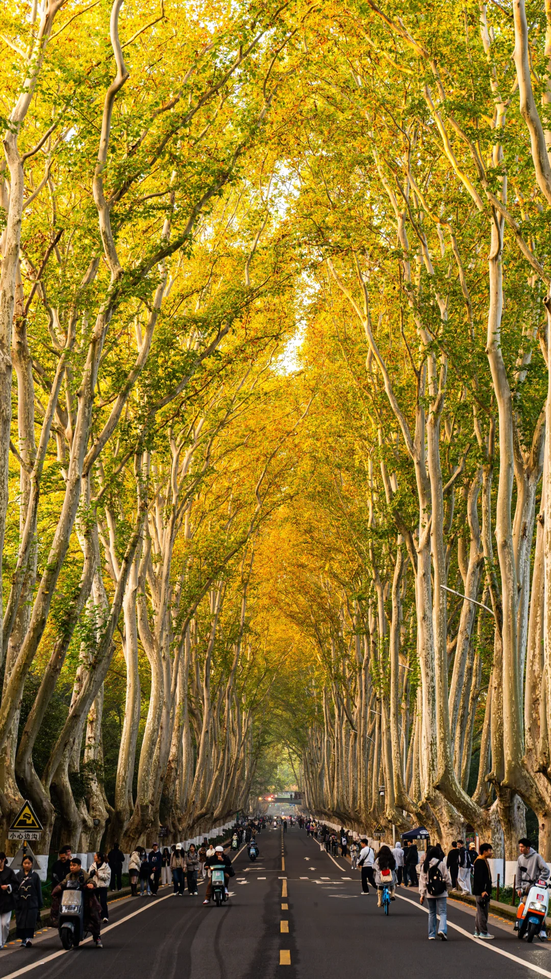 南京拍照｜11.16梧桐大道实况