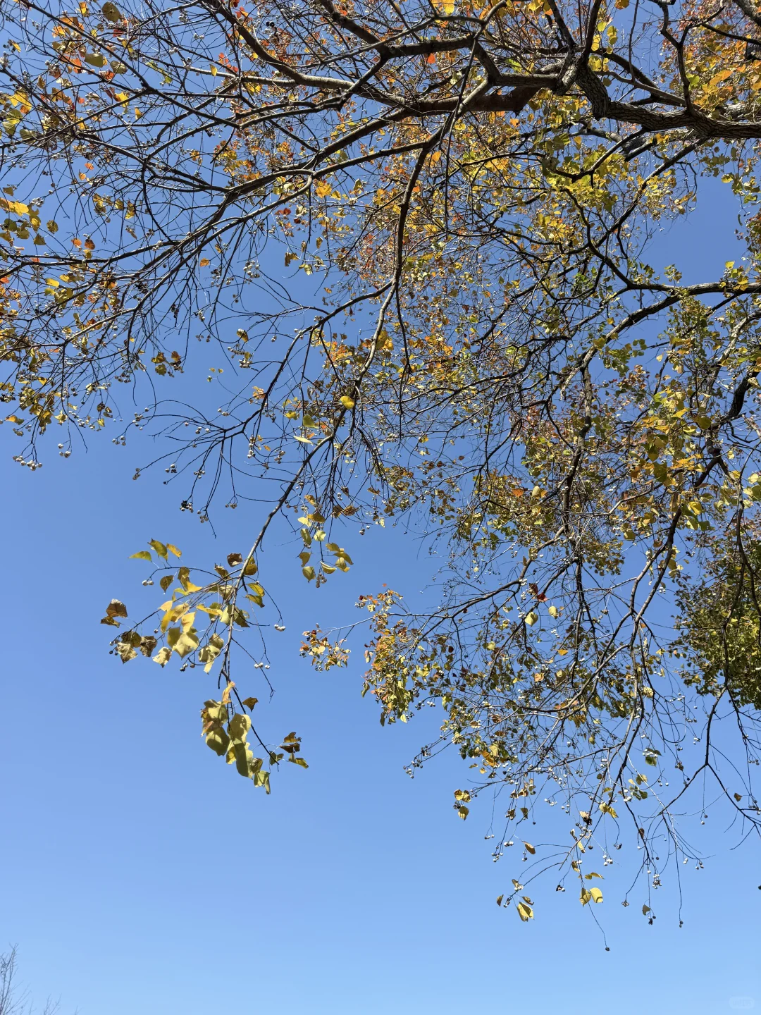 南京的秋天🍂