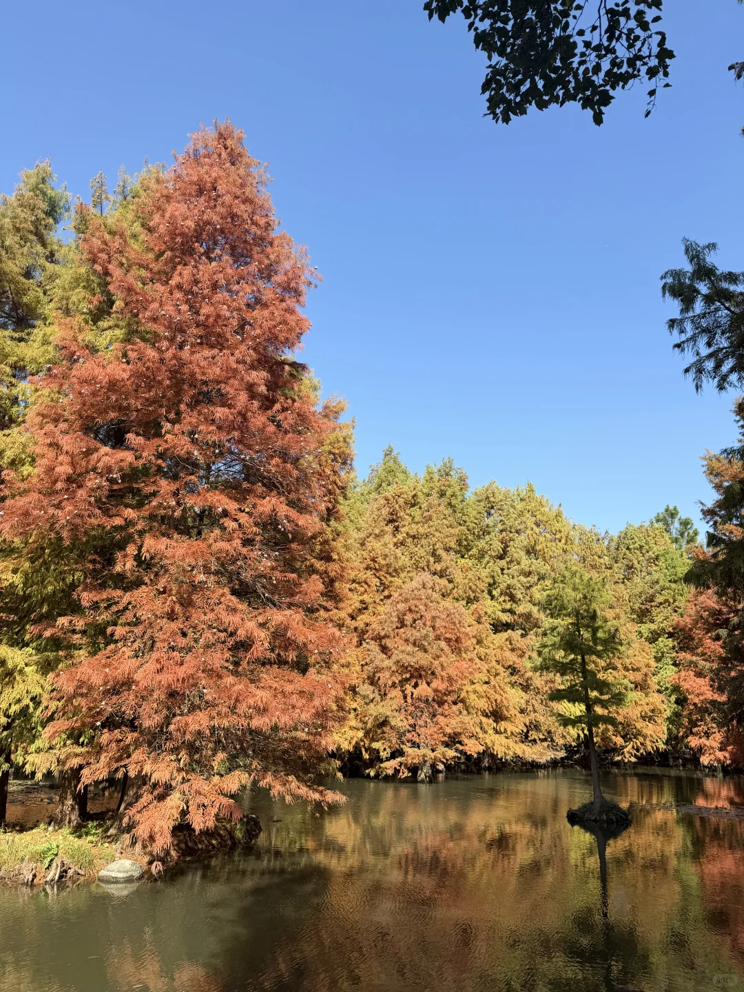 南京的秋天🍂