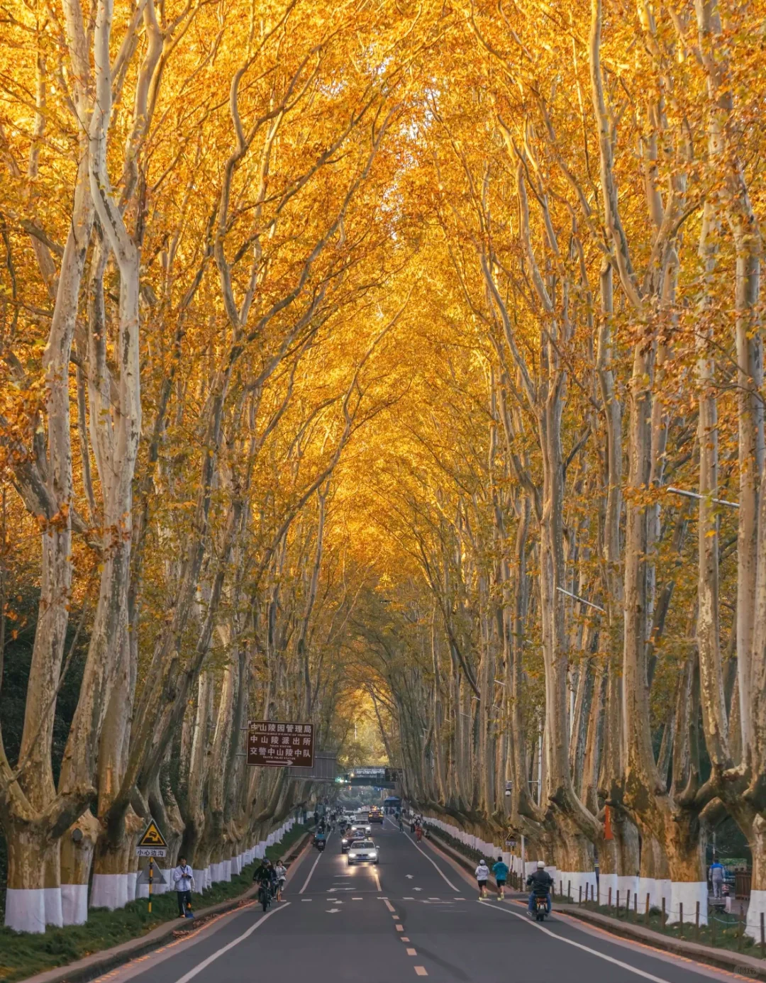 一句梧桐美，种满南京城🍂