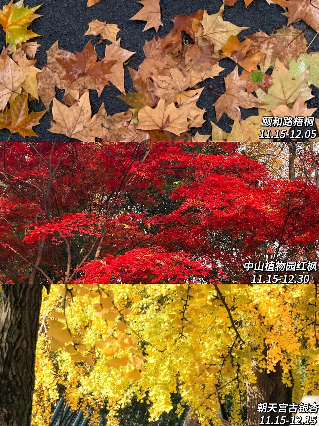 2025年南京赏秋攻略