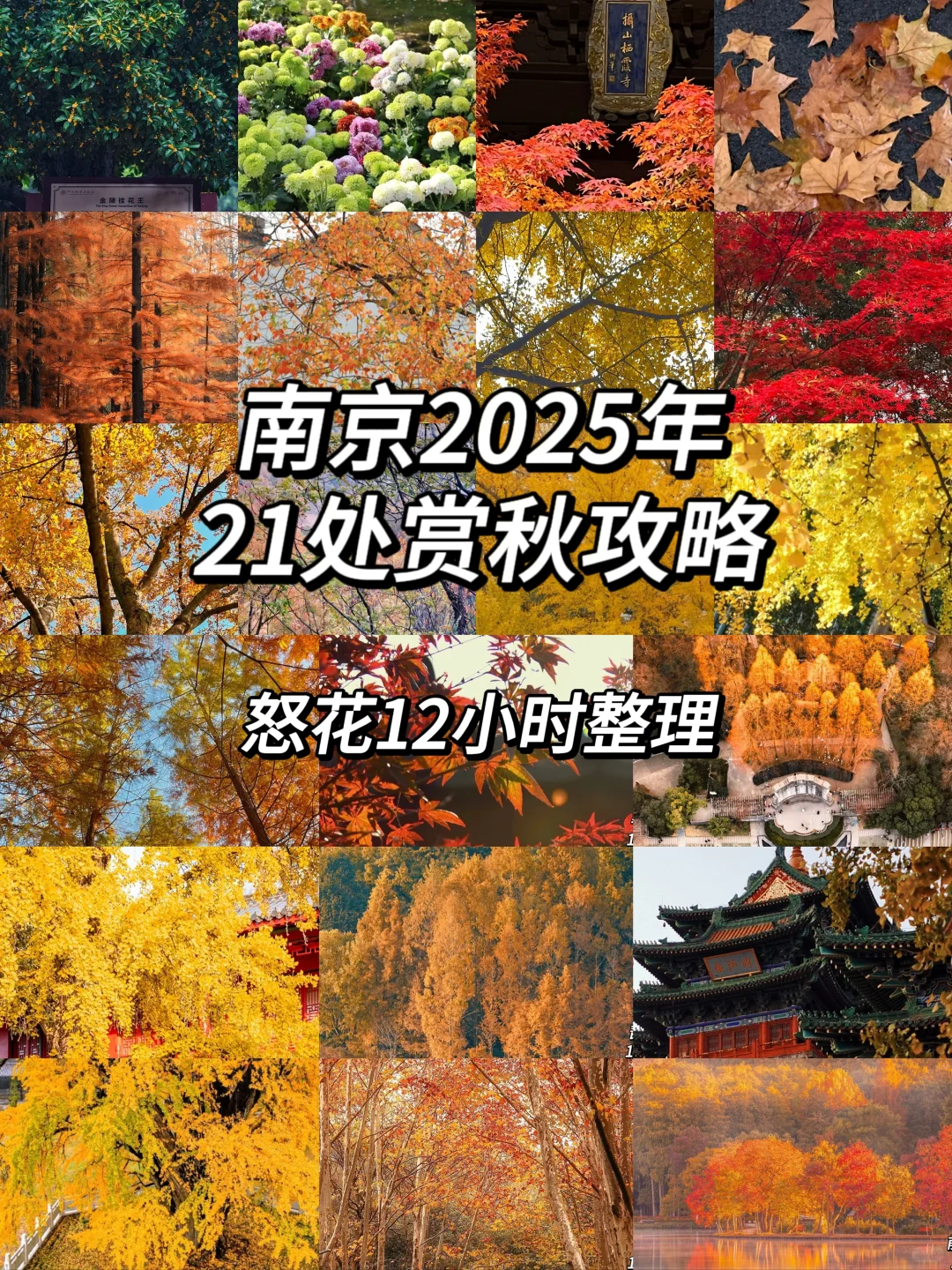 2025年南京赏秋攻略