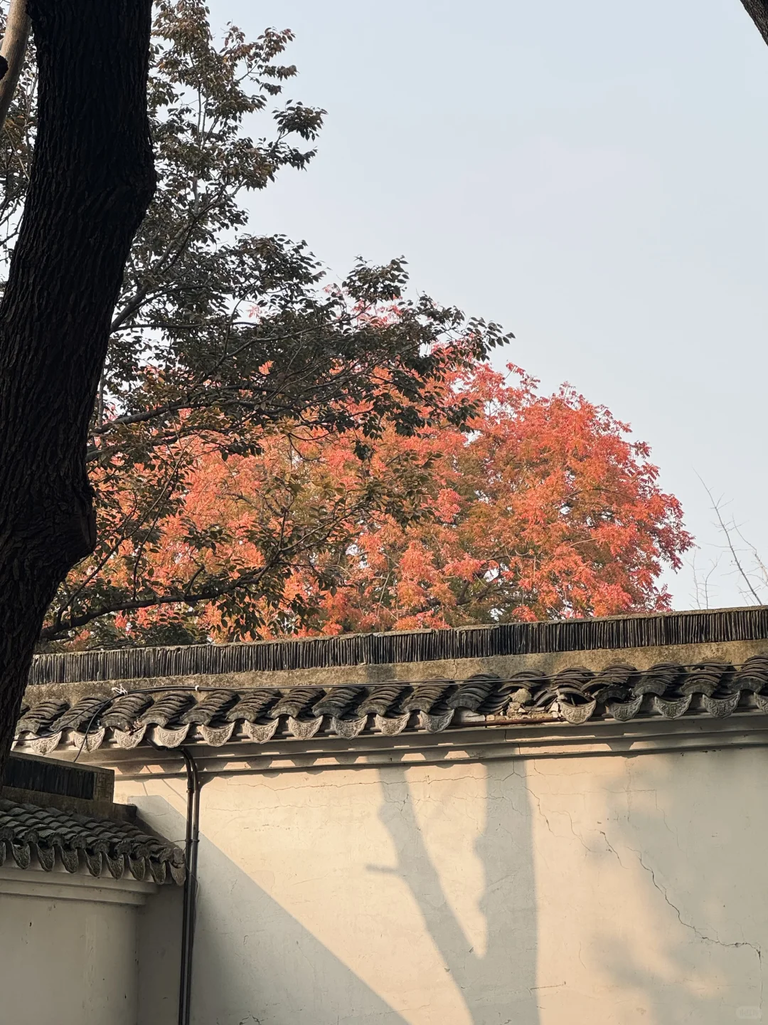 苏州真的很美