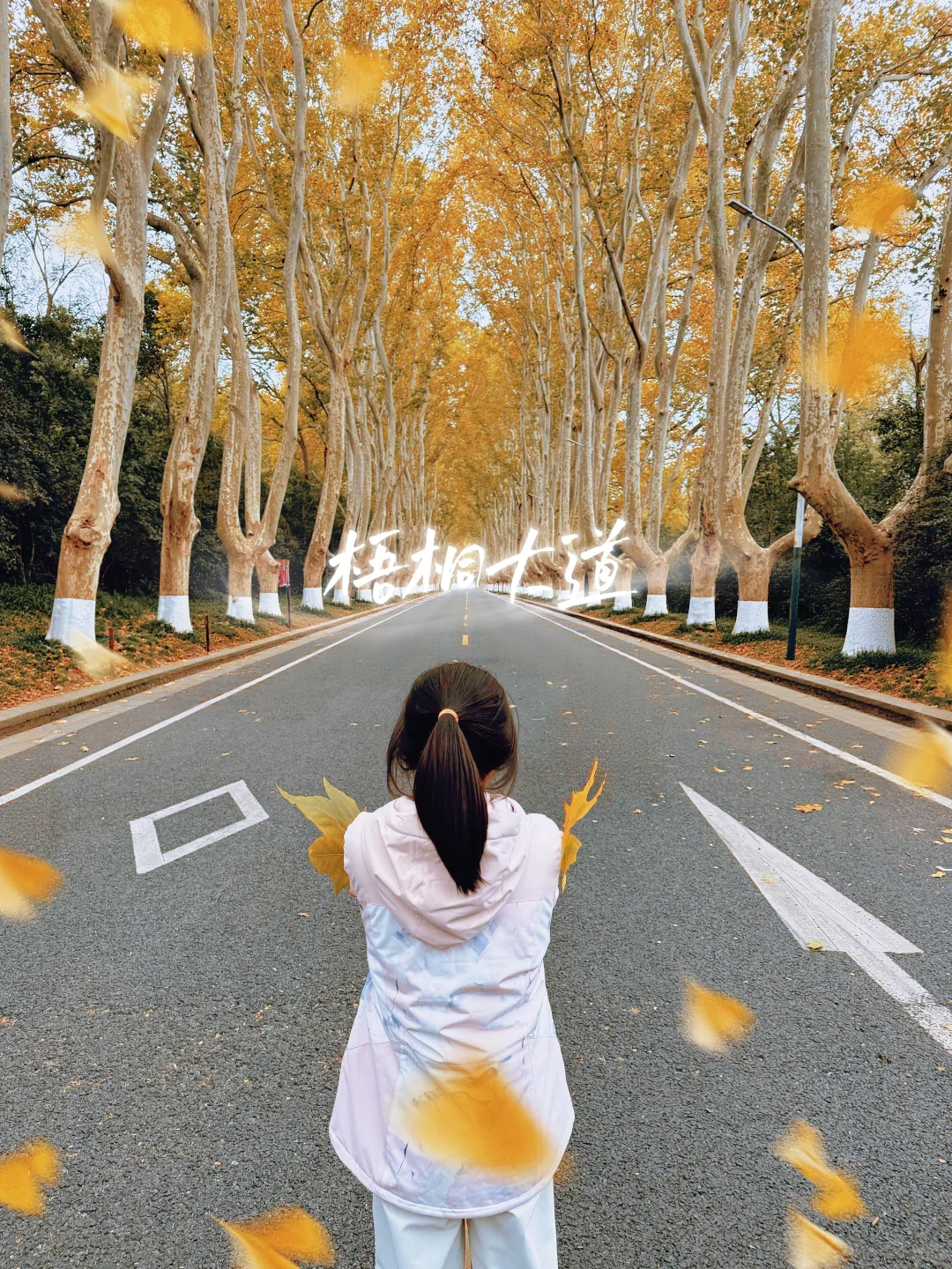 梧桐大道的落叶🍂今天的南京好冷