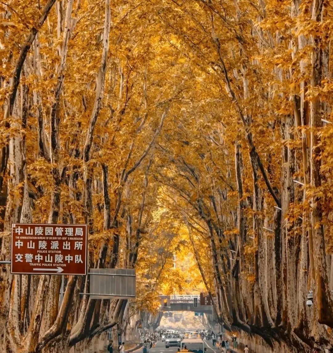金秋 南京