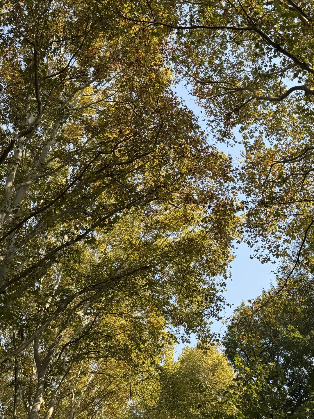 现在的梧桐大道