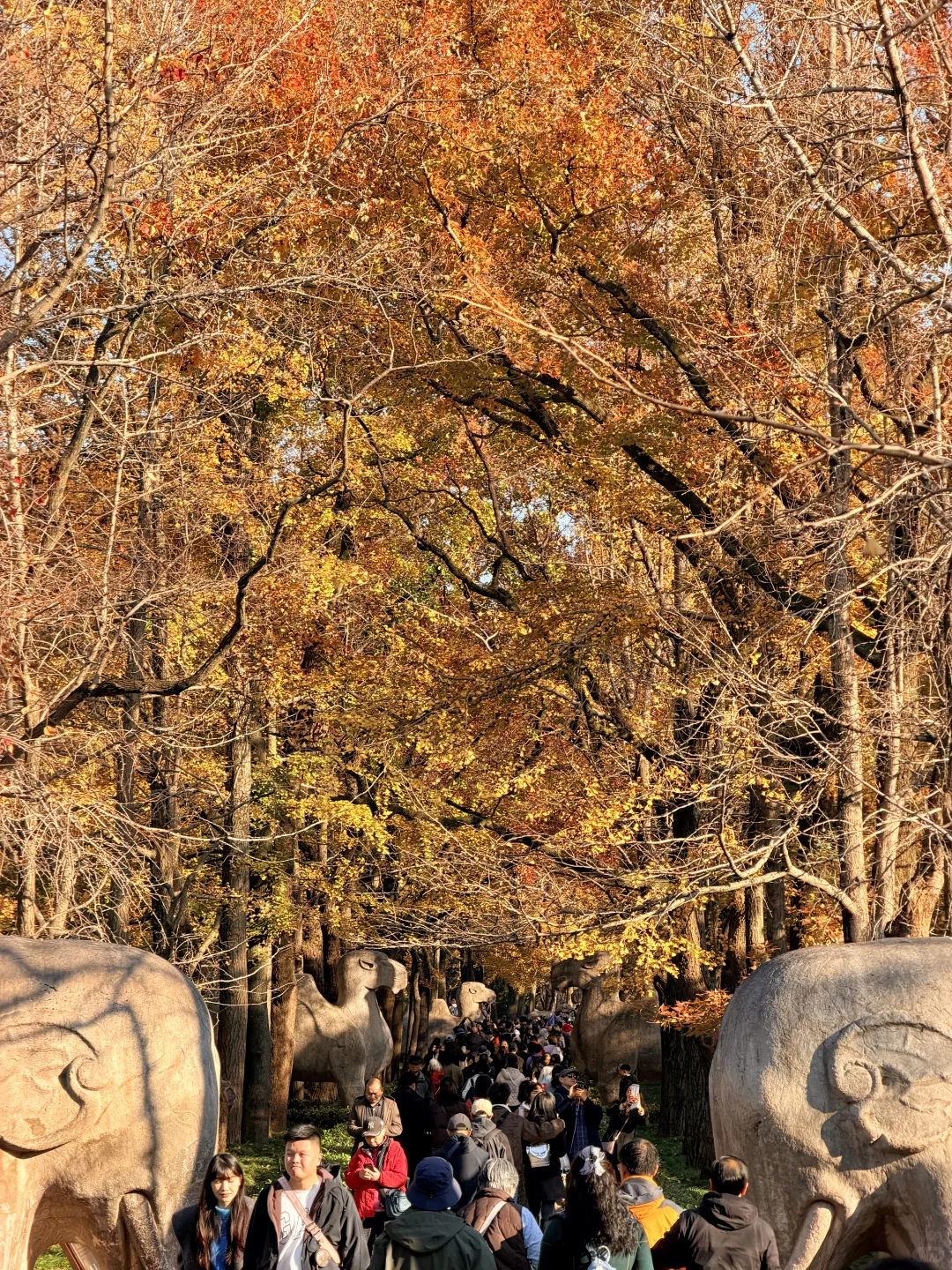 南京｜明孝陵 11.20实况