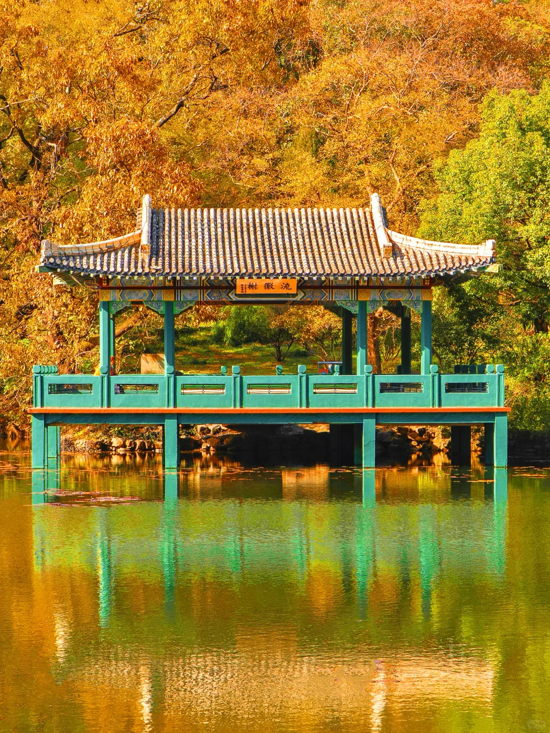 我夸南京秋天一万遍🍂抵不上你亲眼来看一遍