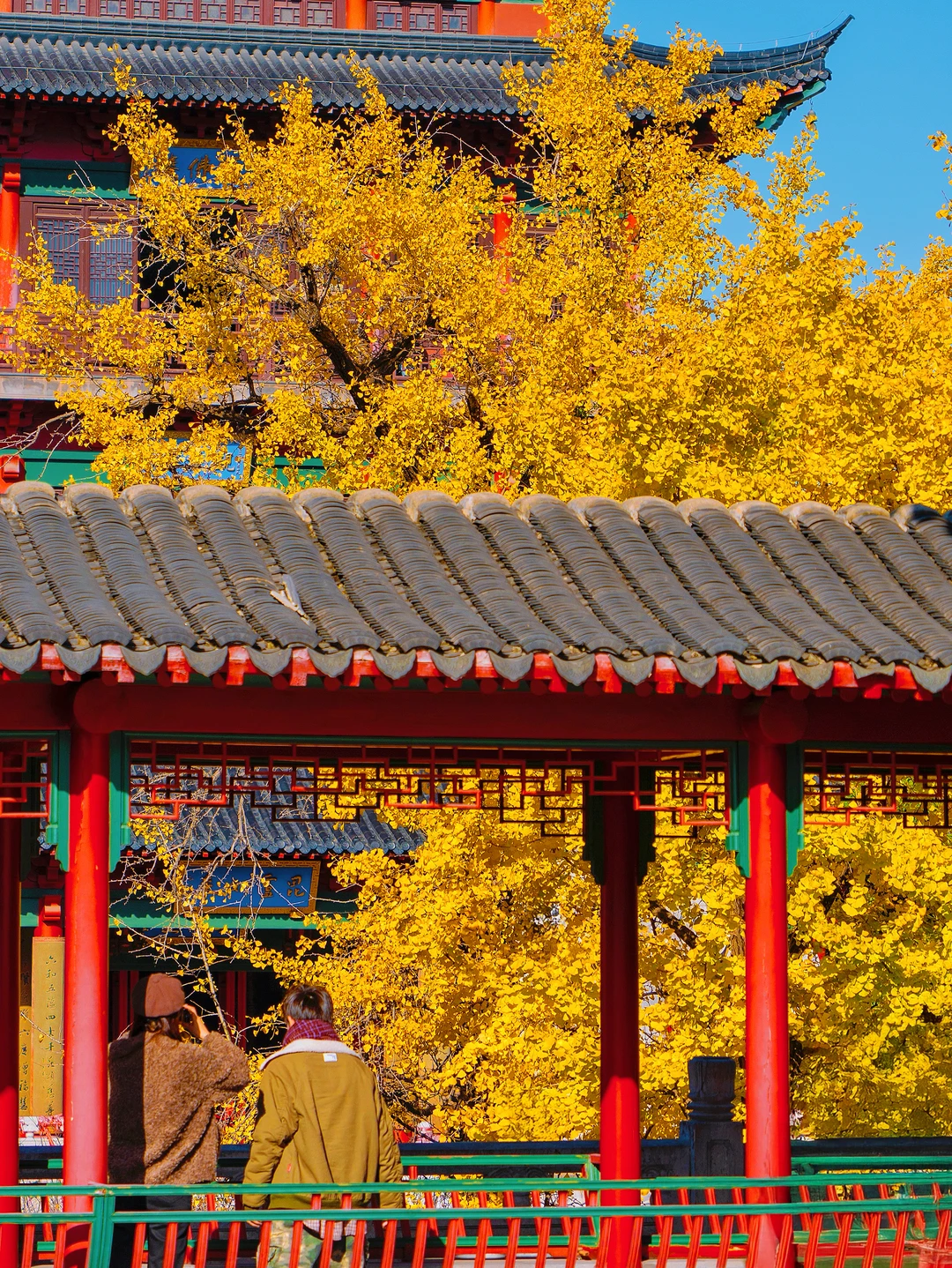 我夸南京秋天一万遍🍂抵不上你亲眼来看一遍