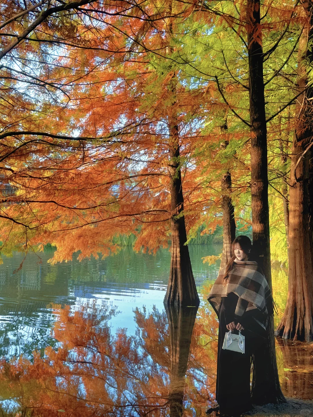 11.10实拍❗️南京落羽杉林已美成一幅画🖼️