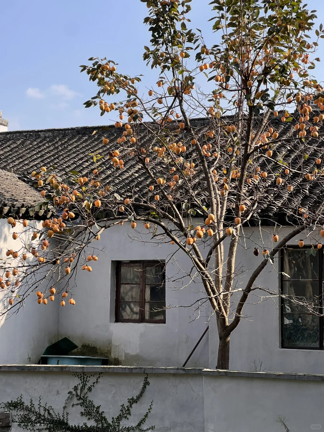 11.2实拍❗️道前街柿子树已进入最佳观赏期