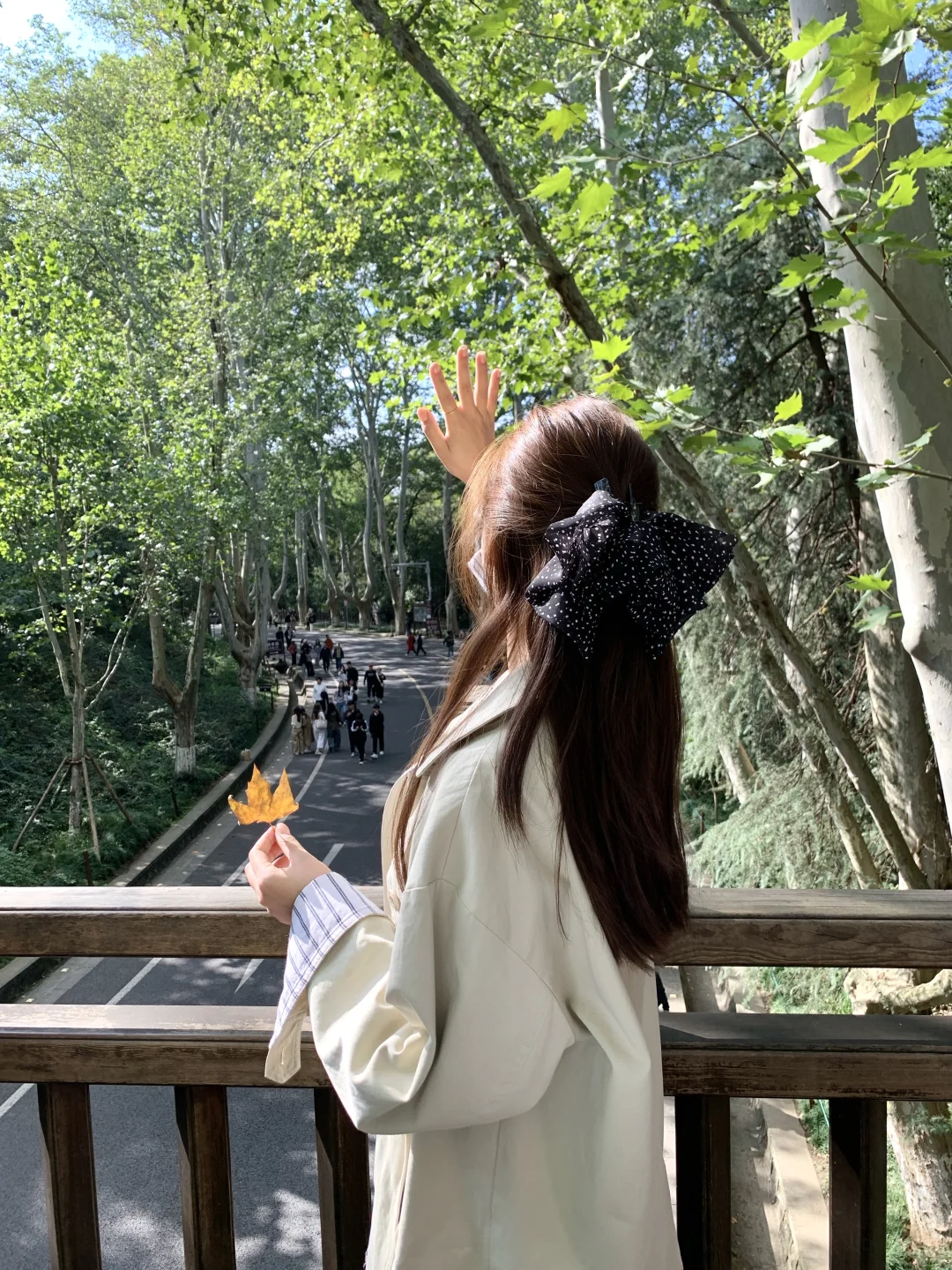 ：秋天的梧桐大道🍁
