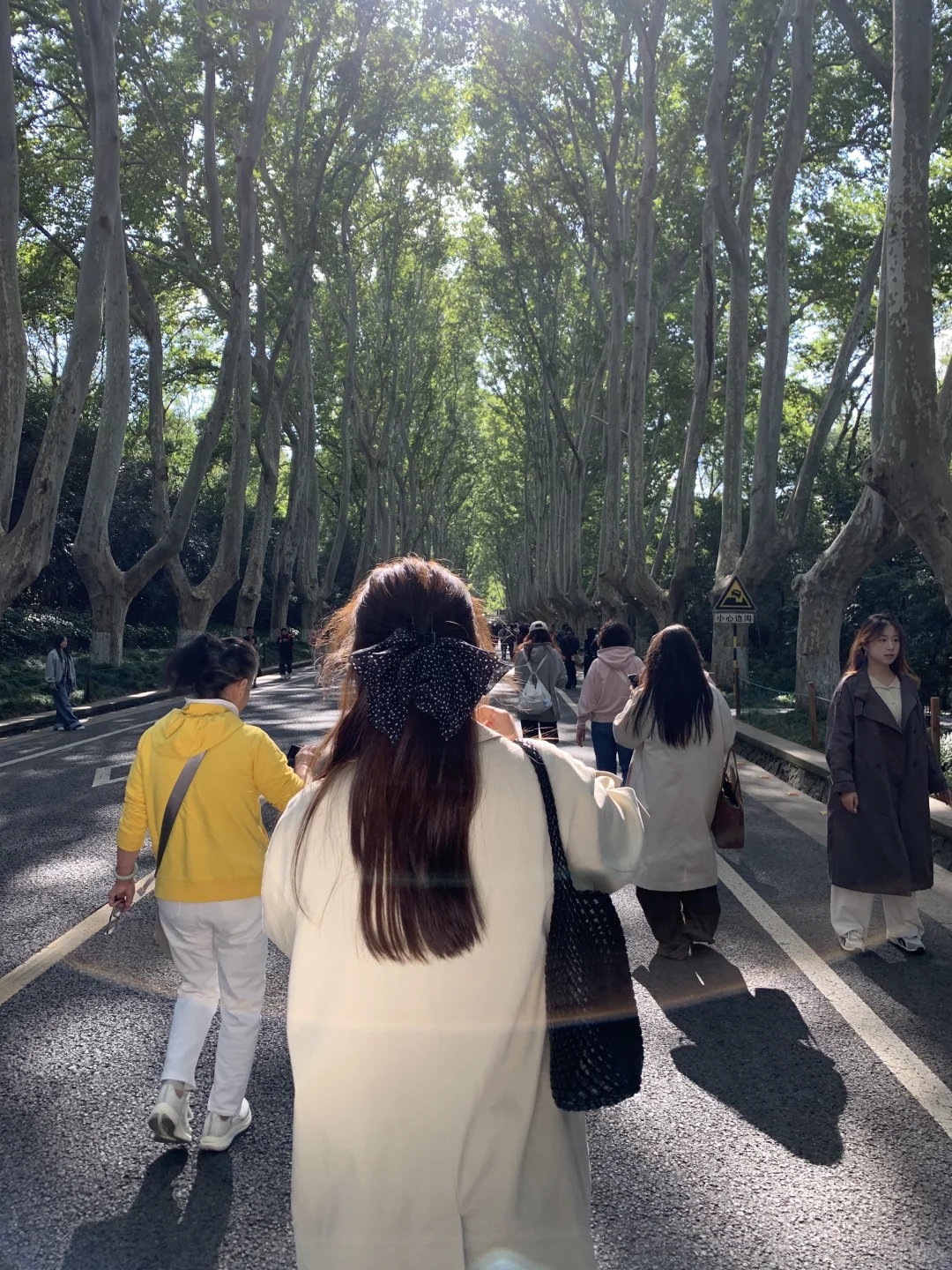 ：秋天的梧桐大道🍁