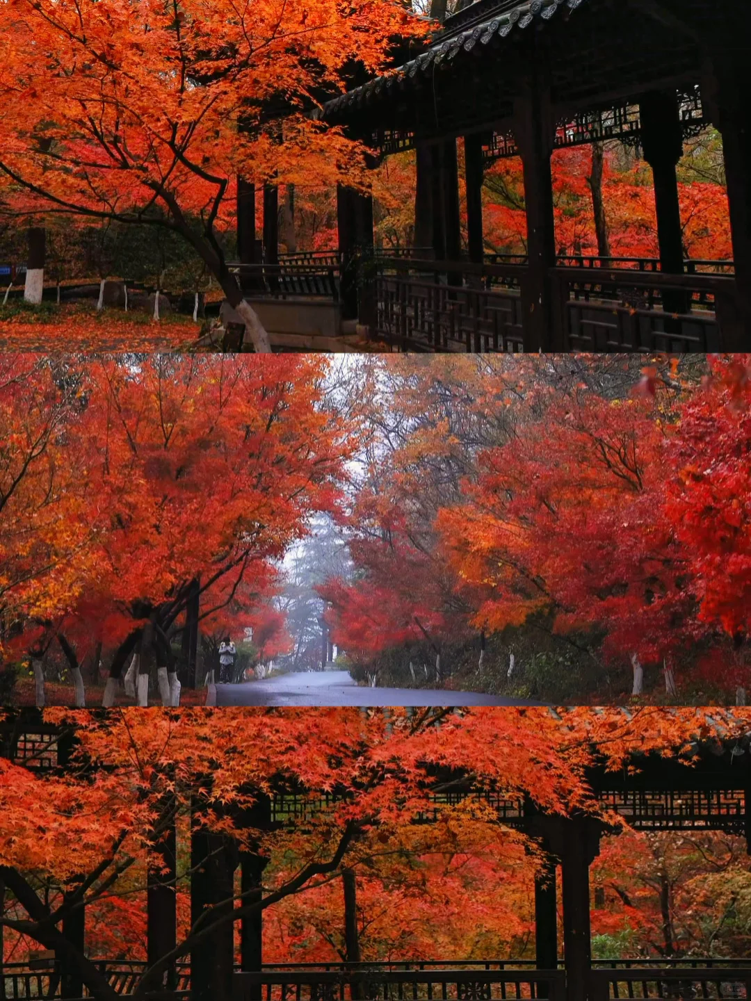 爱回收｜现在来南京赏秋🍁就去这9个地方