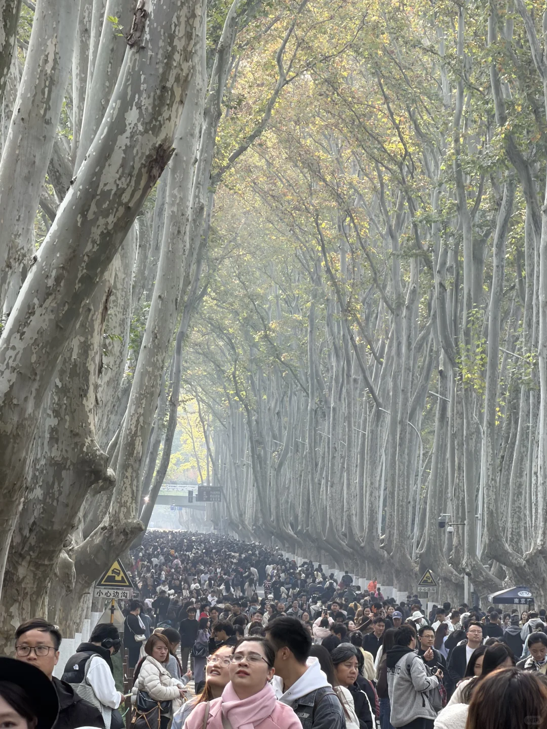 更新现在的梧桐大道（11.22）下午一点半
