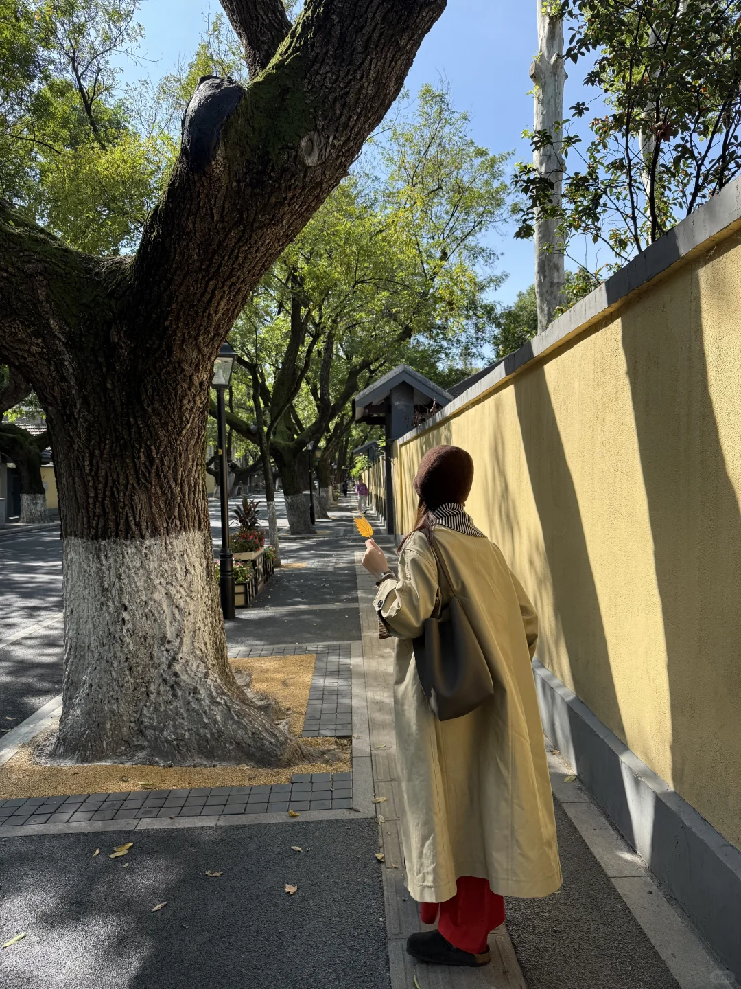 南京的秋🍂