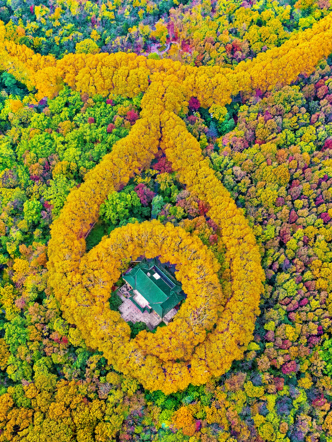 我夸南京秋天一万遍🍂抵不上你亲眼来看一遍