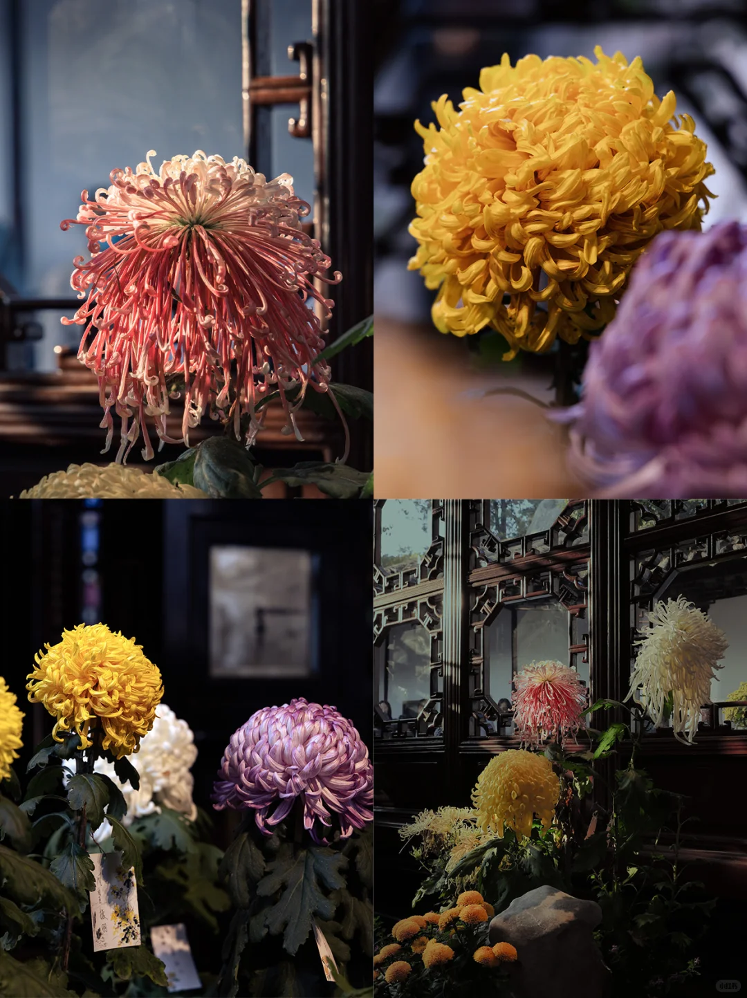 狮子林|菊花展